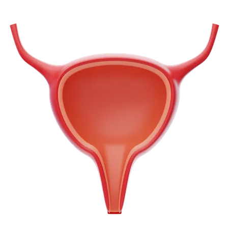 Urinary  3D Icon