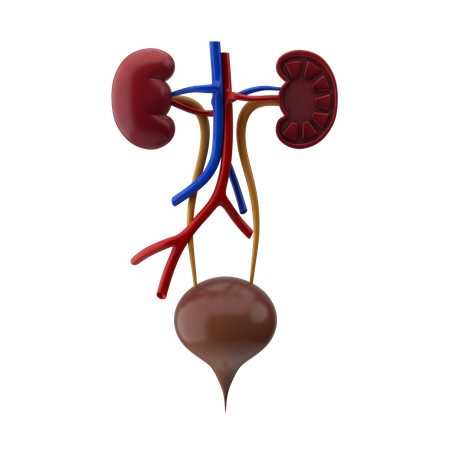 Urinary System  3D Icon