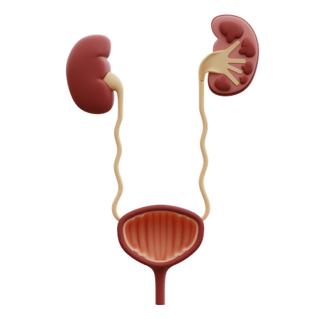 Urinary Tract  3D Icon