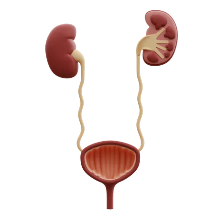 Urinary Tract  3D Icon