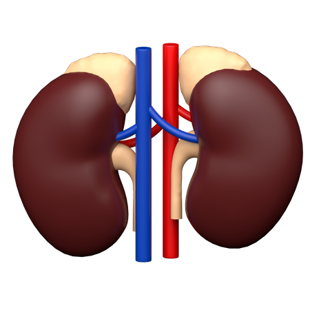 Urology  3D Icon