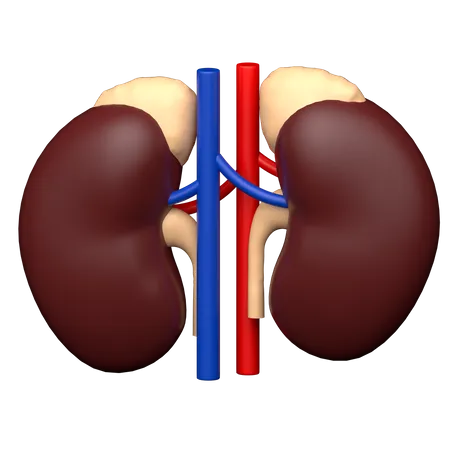 Urology  3D Icon