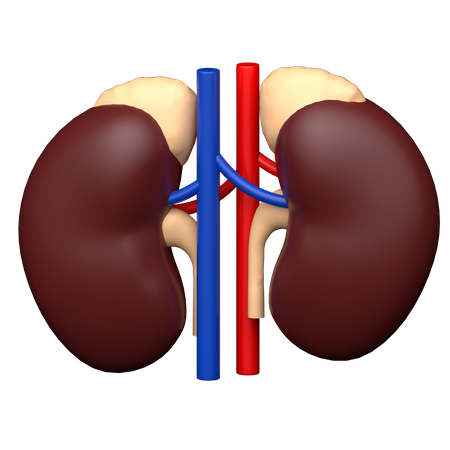 Urology  3D Icon