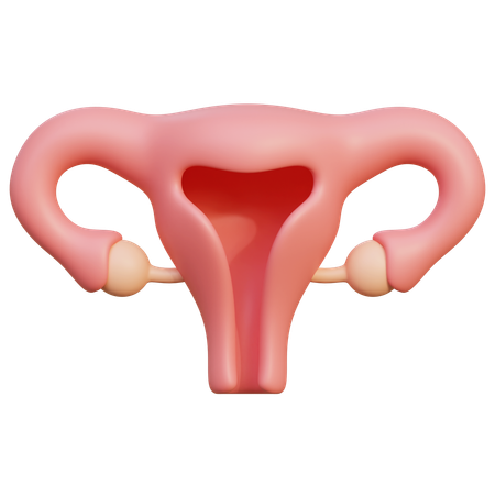 Útero  3D Icon