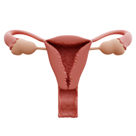 Útero  3D Icon