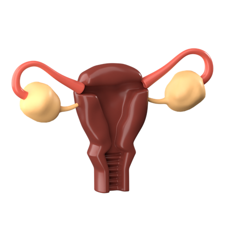 Uterus  3D Icon