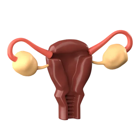 Uterus 3 D Human Organ Icon 3D Icon