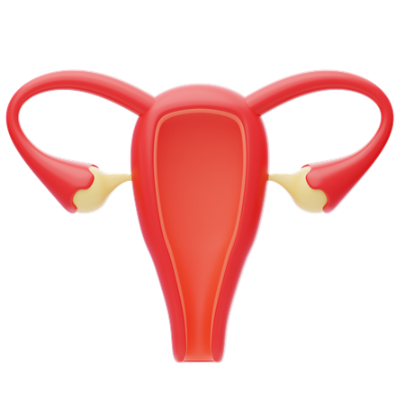 Uterus  3D Icon