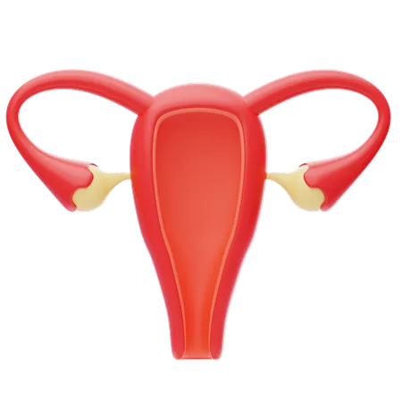 Uterus 3 D Icon Female Reproductive Organ Uterus Ovaries 3D Icon