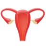 uterus 3d
