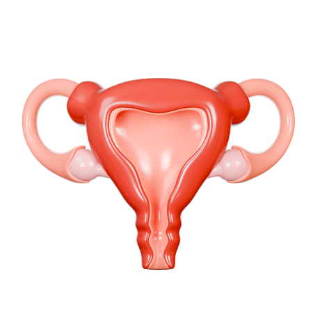 Uterus  3D Icon
