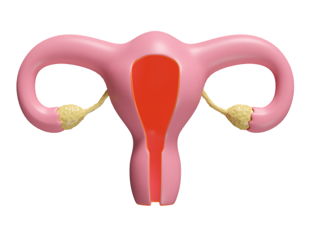Uterus  3D Icon