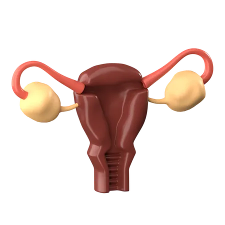 Uterus  3D Icon