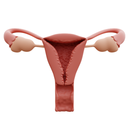 Uterus  3D Icon