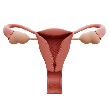 Uterus  3D Icon