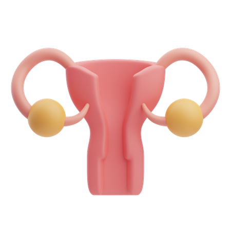 Uterus  3D Icon