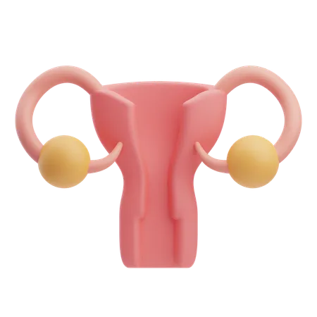 Uterus  3D Icon