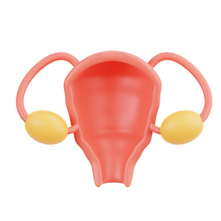 Uterus  3D Icon