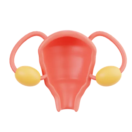 Uterus  3D Icon