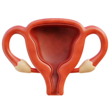 Uterus  3D Icon