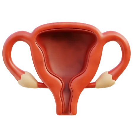 Uterus  3D Icon