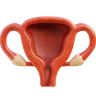 Uterus