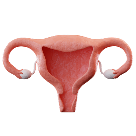 Uterus  3D Icon