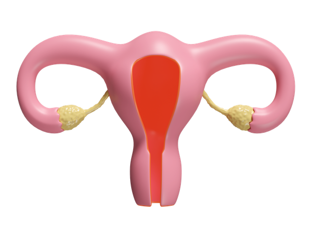 Uterus  3D Icon