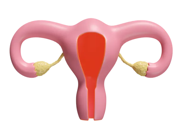 Uterus  3D Icon
