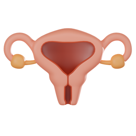 Uterus  3D Icon