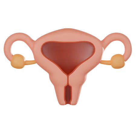 Uterus  3D Icon