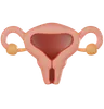 Uterus