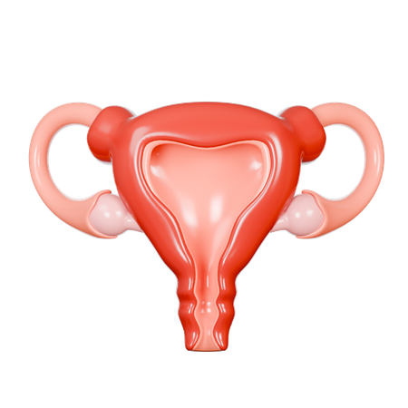 Uterus  3D Icon