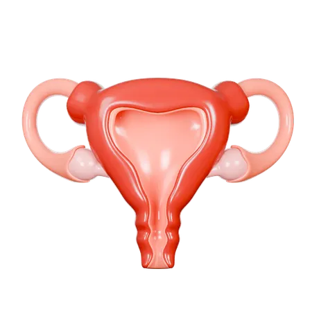 Uterus  3D Icon