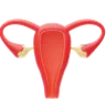 Uterus