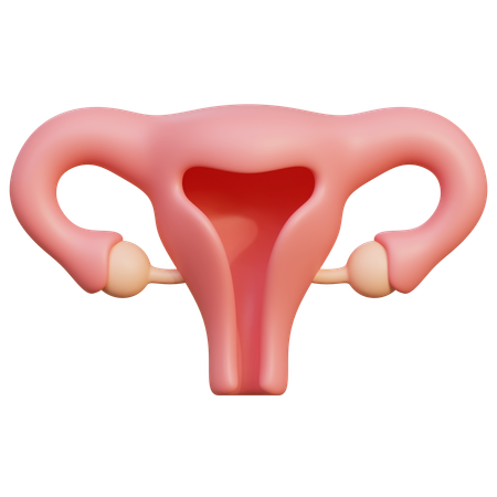 Utérus  3D Icon