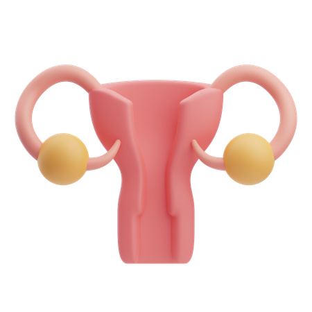 Uterus  3D Icon