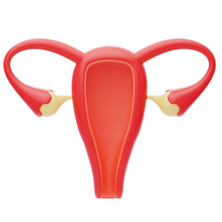 Uterus  3D Icon