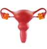Uterus and Ovary