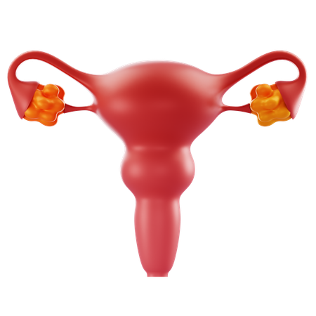Uterus and Ovary  3D Icon