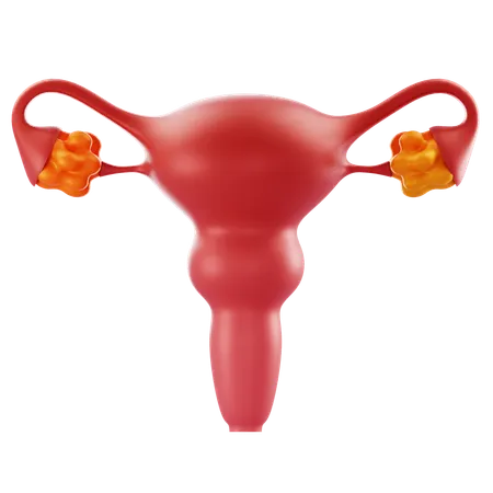Uterus and Ovary  3D Icon