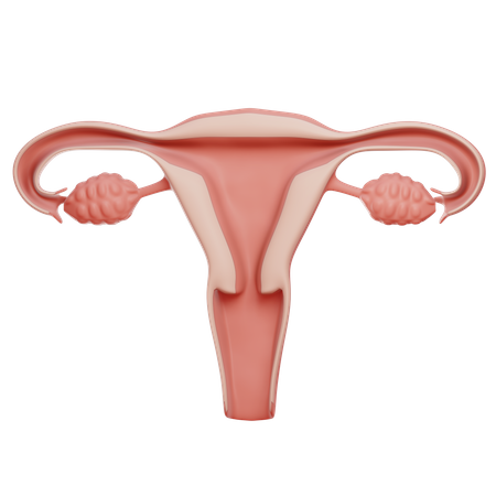 Vagina  3D Illustration