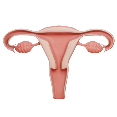 Vagina  3D Illustration