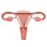 3d vulva illustration