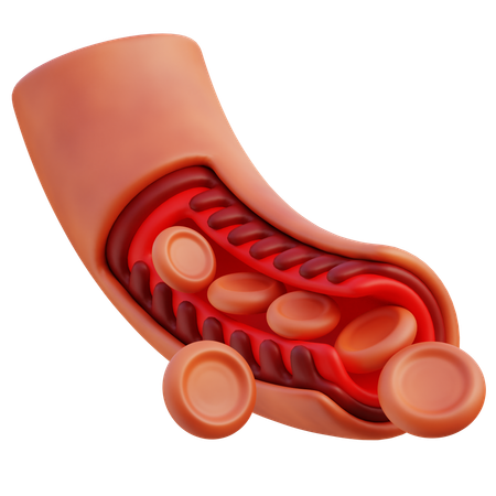 Vaisseau sanguin  3D Icon