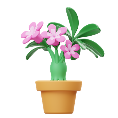 Vaso de flores de adênio  3D Icon