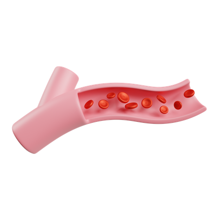 Vaso sanguíneo  3D Icon