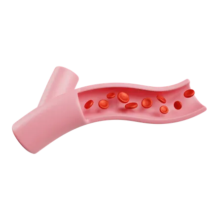 Vaso sanguíneo  3D Icon