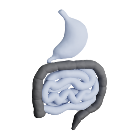Verdauungssystem  3D Icon