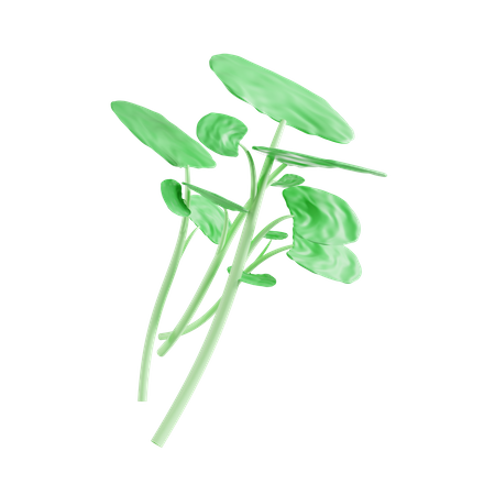 Watercress  3D Icon